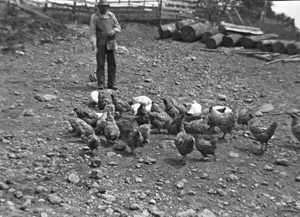 Man feeding chickens