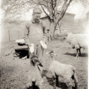 Young Burnett Marshall feeding lambs